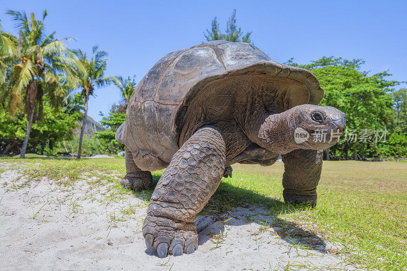 野生动物亚达伯拉巨龟(Aldabrachelys gigantea)在海龟岛好奇，塞舌尔岛